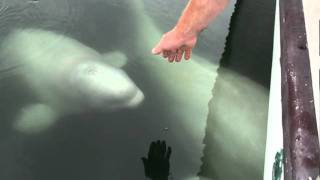 Beluga whales being friendly [upl. by Fayola]