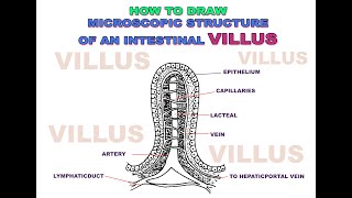 HOW to draw VILLI Easily  Easy Drawing Step by Step for students  Villi diagram  Biology [upl. by Akimert146]