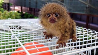 So Adorable Marmoset Monkeys  Theyre so cute and smallest Monkeys [upl. by Sabrina]