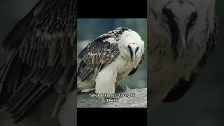 Lammergeier Burung Berjenggot lammergeier wildlife djaitwildlife shorts [upl. by Ardnossak49]