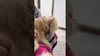 Male cat neutered surgery youtubeshorts viral foryou youtube cats [upl. by Nesila]