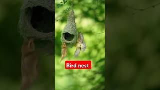 Bird nest baby ytshorts birds youtubeshorts nature birdnestandbaby birdnest wildbirdlife [upl. by Zeitler]