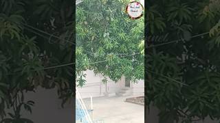 Gundu Maangaa 🥭 thoppukulle shorts shortsfeed shortvideo shortstrending mango summervibes [upl. by Ottavia533]