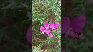 Polygala myrtifolia  Myrtleleaf milkwort  Krzyżownica mirtolistna 🌸 [upl. by Ethbun]