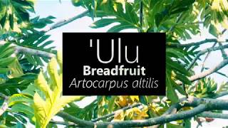 ʻUlu Breadfruit Artocarpus altilis [upl. by Aniakudo396]