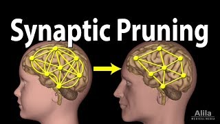 Synaptic Pruning Animation [upl. by Seema]