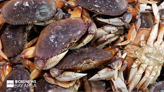 Bay Area Christmas feasts suffer with crab season delay [upl. by Siuol]