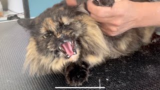 Grooming a Sassy Tortoiseshell Cat [upl. by Nagem]