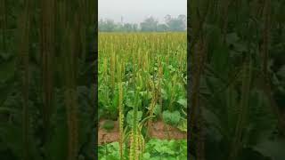 Broadleaf plantain farming harvest [upl. by Dyche]