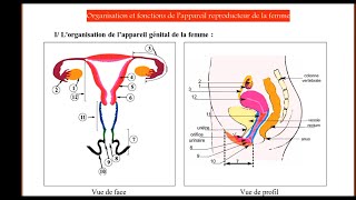 Bac math et sc  SVT  la fonction reproductrice féminine EP3 fonction de lappareil reproducteur [upl. by Onia]