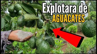 EXPLOTARA de AGUACATES 🥑 tu PLANTA POTENTE FERTILIZANTE para la FLORACIÓN Y BUEN CUAJE de Fruto [upl. by Lynnet589]