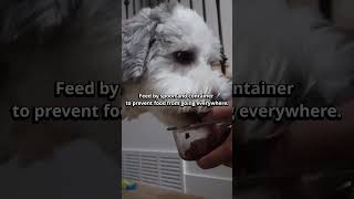 HOW TO PREPARE RAW FOOD FOR YOUR DOG [upl. by Hannad]