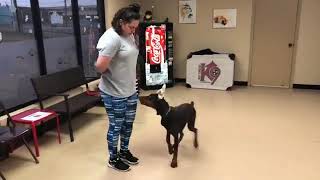 How to teach a dog recall with a 6 month old Doberman [upl. by Akeim]