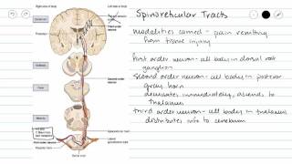 Spinoreticular Pathways [upl. by Wye310]