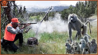 How Do American Farmers And Hunters Deal With Baboons By Guns  Invasive Species [upl. by Ynahpit]