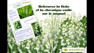 Le muguet  Convallaria majalis  1er mai [upl. by Ezirtaeb722]