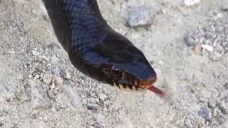 Black Whip Snake Dolichophis jugularis  Cyprus [upl. by Eolcin]