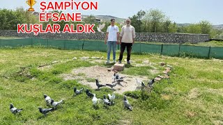 🏆 ELAZIĞ ŞAMPİYON HÜSEYİN ERSÖZ EFSANE KUŞLAR ALDIK MEZAT ÇOK YAKINDA🕊️ [upl. by Ppik315]