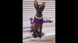 Donskoy sphynx Varvara Cattery “Zara Queen “ [upl. by Engle671]