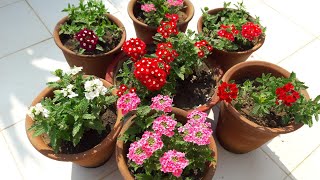 How to Grow and Care Verbena  Care of verbena Plant [upl. by Telford278]