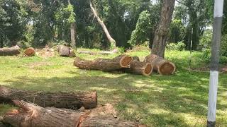 Deforestation Cutting Down Trees Stock Footage [upl. by Mainis132]