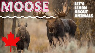 Moose  Learn about Animals  Educational Video for Kids  Animals in Canada Canadian Moose English [upl. by Windy]