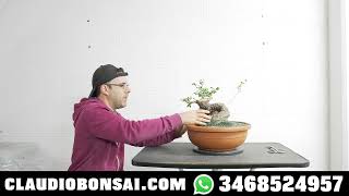 NUOVO OLIVASTRO BONSAI DA COSTRUIRE [upl. by Auqinehs]