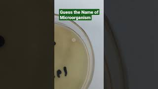 Bacillus spp on TSA agar  microbiology trending bacteria fungus sterile pharmaceutical usp [upl. by Ameh693]