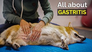 All about gastritis  Gastritis in dogs  Stomach infection in dogs  कुत्तों में गेस्ट्रो [upl. by Norene]