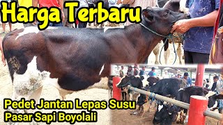 Harga Terbaru Pedetan Jantan FH Lepas Susu Pasar Sapi Boyolali [upl. by Pelletier131]