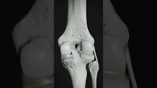 Anatomy of joints anatomy joints medicine [upl. by Sivet391]