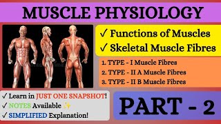 💪🏻MUSCLE PHYSIOLOGY l SKELETAL MUSCLE FIBRES Type amp Muscle FUNCTIONS l Part  2 l Snapshot Learnings [upl. by Tengdin]