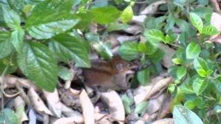 Monodelphis iheringi e Sibynomorphus mikanii O caçador e a caçaDSCN7791 [upl. by Winser]