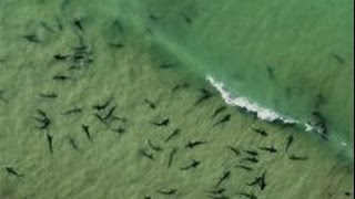 Sharks close to shore in Delray beach [upl. by Mazurek]