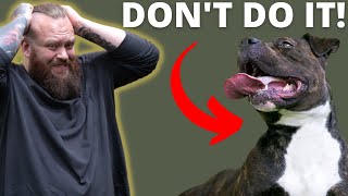 WHY YOU SHOULDNT GET A STAFFORDSHIRE BULL TERRIER [upl. by Yenahs]