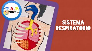 Como hacer la maqueta del sistema respiratorio FACIL Y ECONOMICA  TAP ZONE MX [upl. by Nirraj]