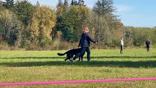 Schutzhund BHVT Obedience Tests [upl. by Haakon]