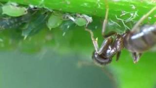 Ants and Aphids Super MacroCloseup [upl. by Eahc]