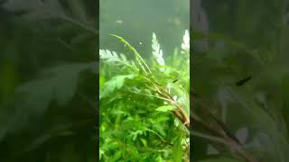 Hygrophila Pinnatifida Aquarium Plant For Sale [upl. by Baese716]