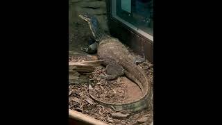 Asian Monitor Lizard at Electric City Aquarium amp Reptile Den [upl. by Leahcin]