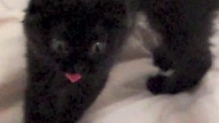 The most incredible cat moment caught on video [upl. by Yrellam]