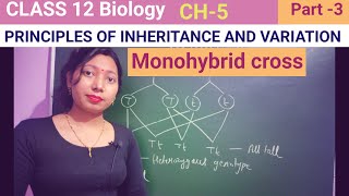 Monohybrid cross Class 12 biology CH 5NCERTNEETbiology neet [upl. by Kcerred]