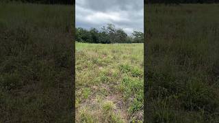 Nature Is Reclaiming My Homestead Land [upl. by Wilona50]