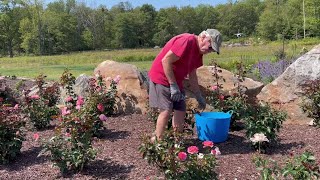 Remember Me Rose Garden honors spirit of the Flight 93 heroes [upl. by Rolfe]