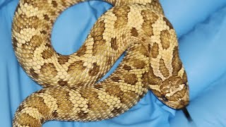 2024 HOGNOSE HOLDBACKS AND COLLECTION NEWS [upl. by Nallak]