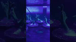 Fresh batch of Hawkins echinata acropora frags [upl. by Adnarym]