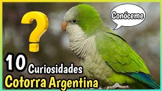 10 Datos del PERICO MONJE o Cotorra Argentina  De los mejores Loros habladores [upl. by Aizan]