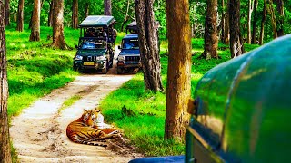 Nagarhole Close Encounter With Tiger  Kabini Safari  Nagarhole National Park [upl. by Danas]