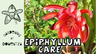 Epiphyllum Care amp propagation new pelargoniums amp hippeastrums [upl. by Ytinav991]