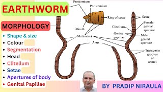 Morphology of Earthworm External features of EarthwormI Class 11 II ZOOLOGY II NEB II CEE II NEET [upl. by Longtin]